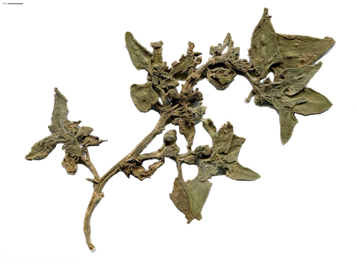 Tetragonia tetragonoides (Aizoaceae)